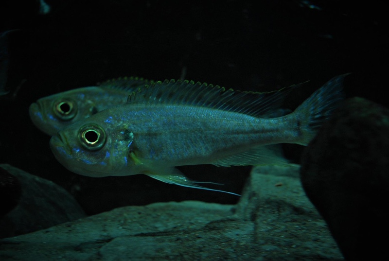 Haplotaxodon trifasciatus 'Burundi'